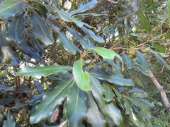 Euclea natalensis obovata