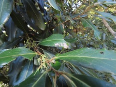 Euclea natalensis obovata