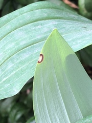 Phyllosticta cruenta