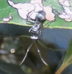 Polyrhachis schlueteri