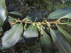 Euclea natalensis obovata