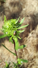 Phymatodes nitidus