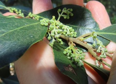 Euclea natalensis obovata