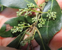 Euclea natalensis obovata