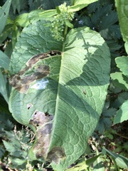 Pegomya bicolor