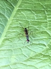 Rainieria antennaepes