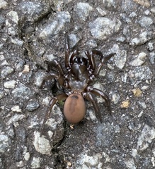 Antrodiaetus unicolor