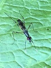 Rainieria antennaepes