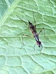 Rainieria antennaepes