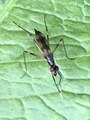 Rainieria antennaepes