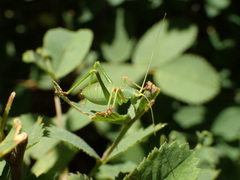 Platylyra californica