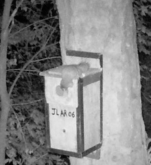 Glaucomys oregonensis