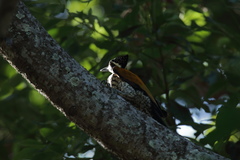 Chrysocolaptes guttacristatus