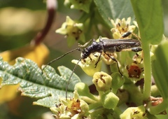 Callimoxys fuscipennis