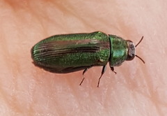 Ptychomus