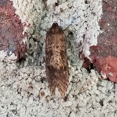 Acrolophus texanella