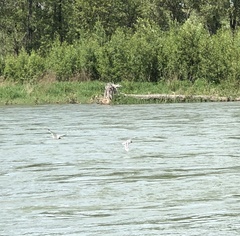 Leucophaeus pipixcan