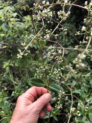 Valeriana clematitis