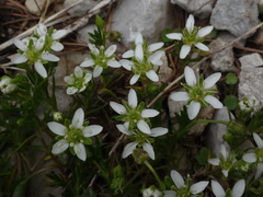 Moehringia ciliata