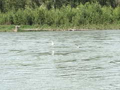 Leucophaeus pipixcan