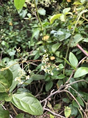 Valeriana clematitis
