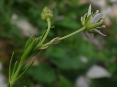 Moehringia ciliata