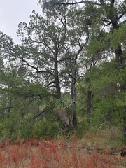 Pinus cembroides lagunae
