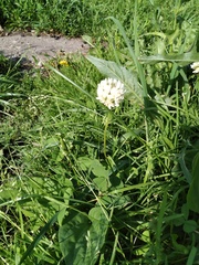 Trifolium repens