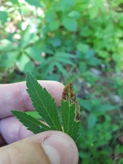 Phytomyza saniculae