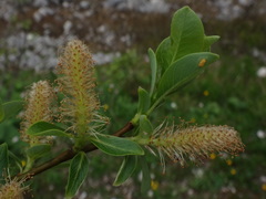 Salix waldsteiniana