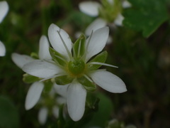 Moehringia ciliata