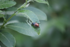 Phyllopertha horticola