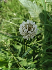 Trifolium repens