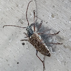 Anthophylax attenuatus