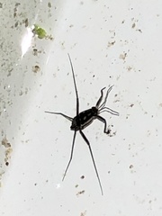 Trepobates subnitidus
