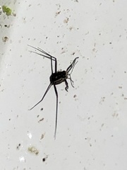 Trepobates subnitidus