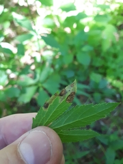 Phytomyza saniculae
