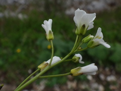Arabis pumila