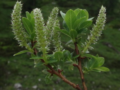 Salix waldsteiniana