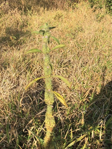 Meiosperma bracteatum image