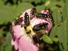 Acmaeodera connexa