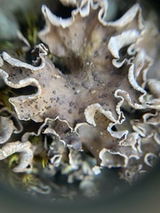 Peltigeraceae