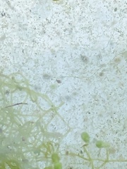 Hydrodictyon reticulatum