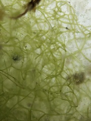 Hydrodictyon reticulatum