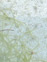 Hydrodictyon reticulatum