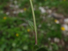 Arabis pumila
