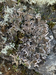 Peltigeraceae