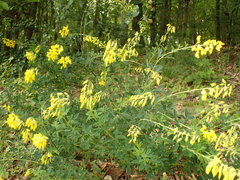 Cytisus nigricans