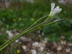 Arabis pumila
