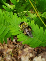 Laphria sacrator